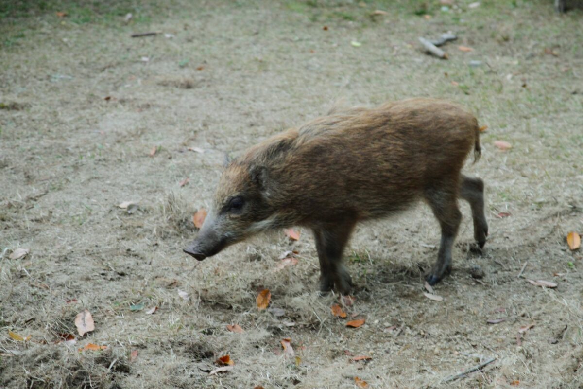 イノシシ目撃情報（10/1）流山市東深井交差点付近 - 流山つうしん